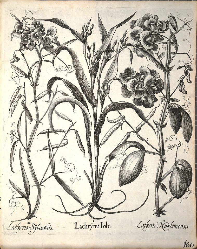 Hortus Eystettensis, 1640 (BHL 45339 318) - Classis Aestiva 166