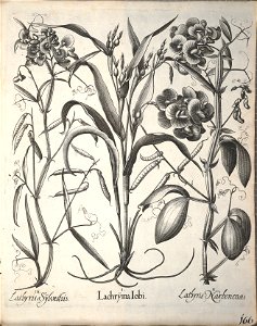 Hortus Eystettensis, 1640 (BHL 45339 318) - Classis Aestiva 166