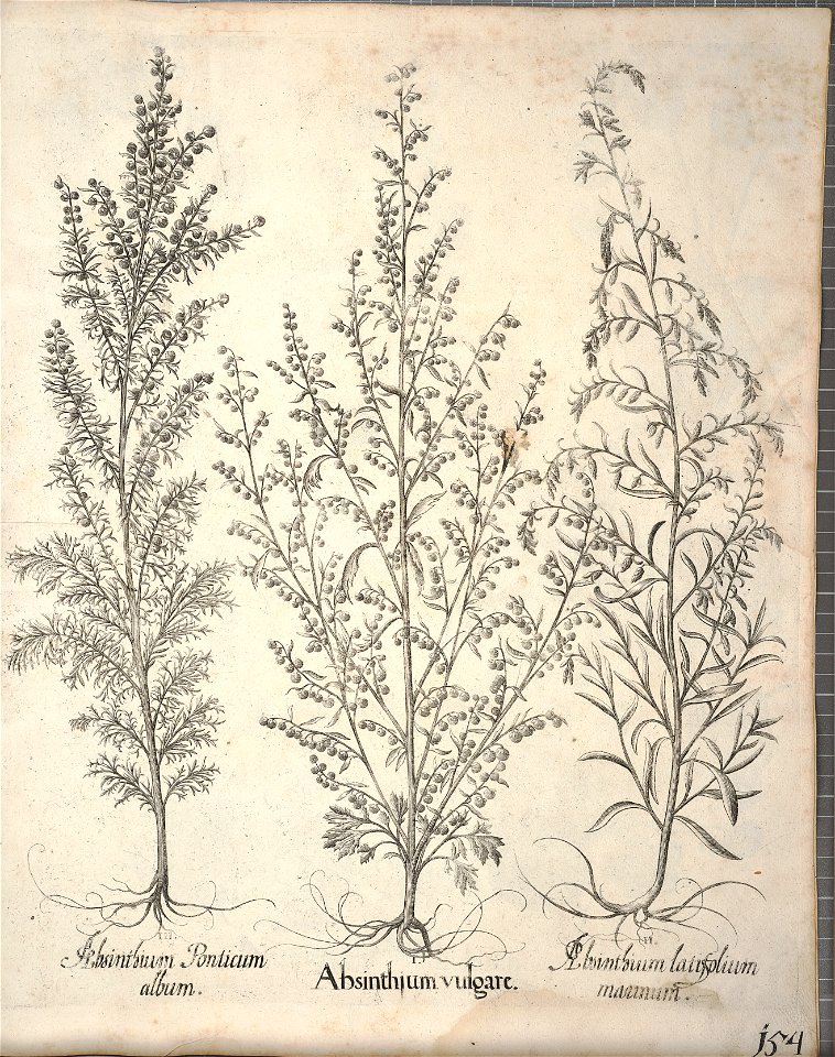 Hortus Eystettensis, 1640 (BHL 45339 306) - Classis Aestiva 154