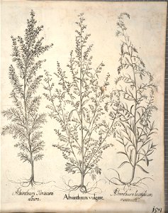 Hortus Eystettensis, 1640 (BHL 45339 306) - Classis Aestiva 154