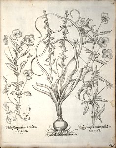 Hortus Eystettensis, 1640 (BHL 45339 059) - Classis Verna 48