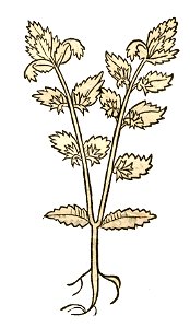 Hortus Euphrasia