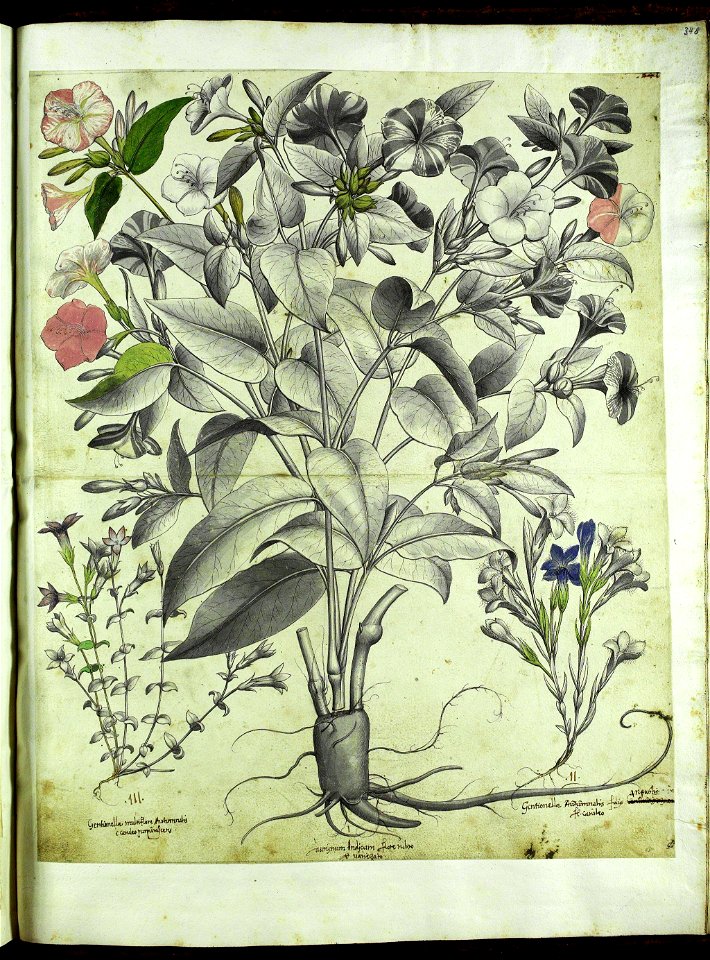 Hortus Eystettensis, Vorzeichnungen (MS 2370 2952829) -Autumnalis,2,3