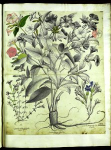 Hortus Eystettensis, Vorzeichnungen (MS 2370 2952829) -Autumnalis,2,3
