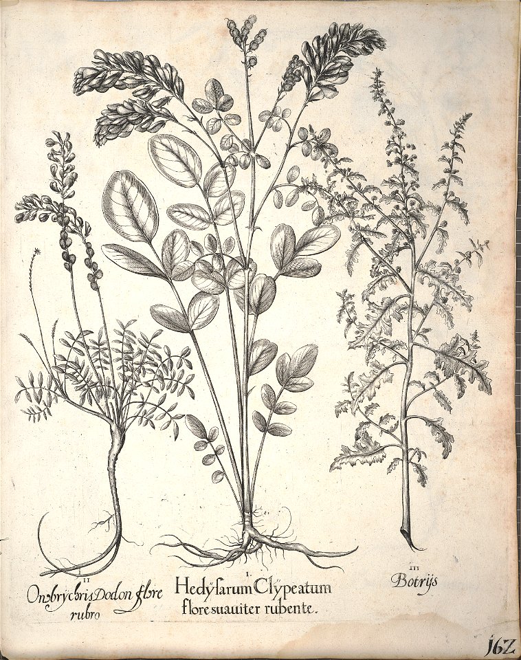 Hortus Eystettensis, 1640 (BHL 45339 314) - Classis Aestiva 162