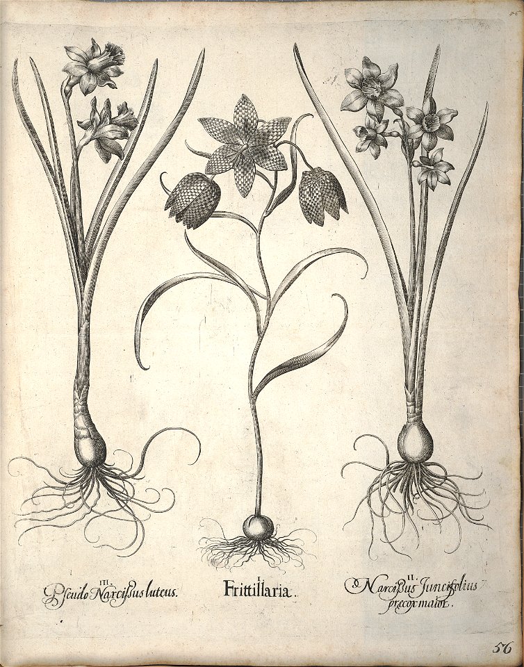 Hortus Eystettensis, 1640 (BHL 45339 067) - Classis Verna 56