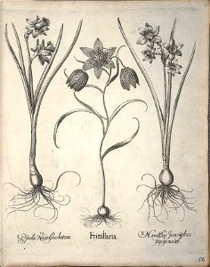 Hortus Eystettensis, 1640 (BHL 45339 067) - Classis Verna 56