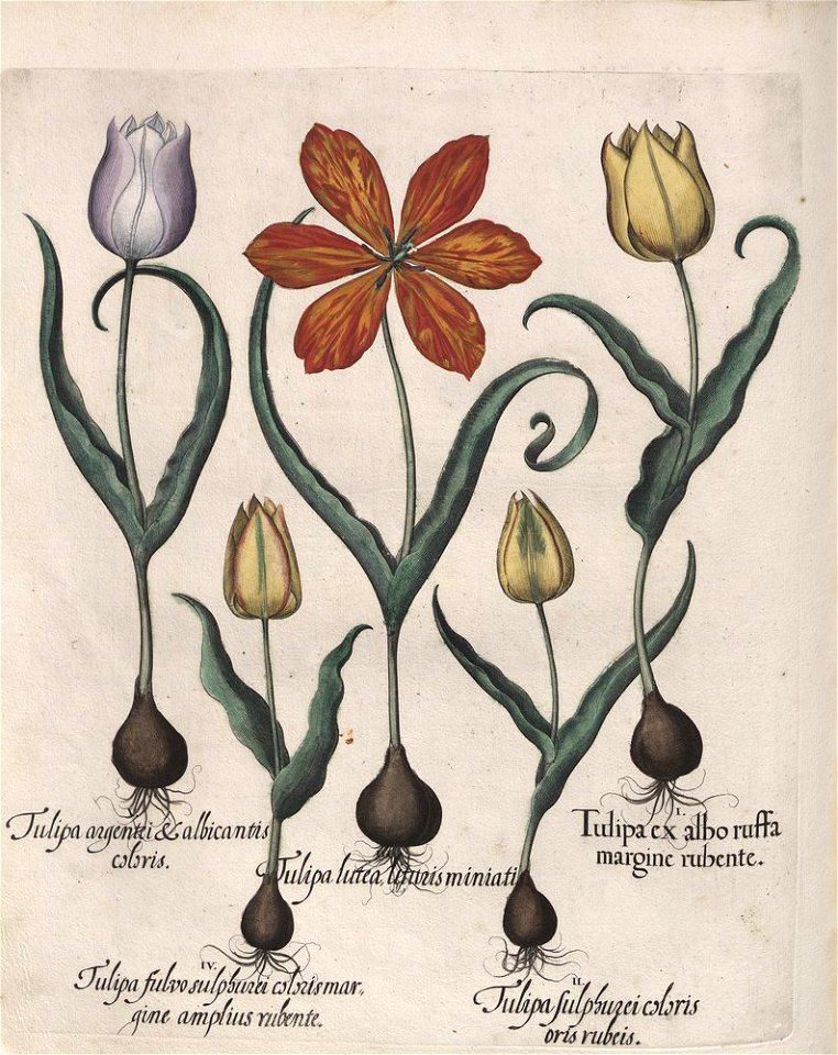 Hortus Eystettensis, 1613 (KU 2894-1 240) -Verna,4,7