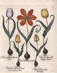 Hortus Eystettensis, 1613 (KU 2894-1 240) -Verna,4,7