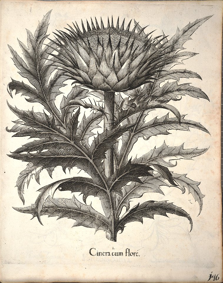 Hortus Eystettensis, 1640 (BHL 45339 298) - Classis Aestiva 146