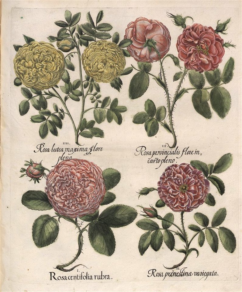 Hortus Eystettensis, 1613 (KU 2894-1 307) -Verna,6,2