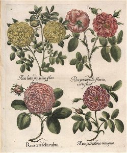 Hortus Eystettensis, 1613 (KU 2894-1 307) -Verna,6,2