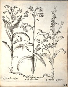 Hortus Eystettensis, 1640 (BHL 45339 261) - Classis Aestiva 109