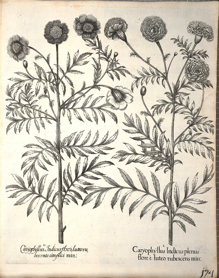 Hortus Eystettensis, 1640 (BHL 45339 326) - Classis Aestiva 174