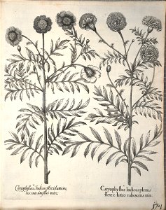 Hortus Eystettensis, 1640 (BHL 45339 326) - Classis Aestiva 174