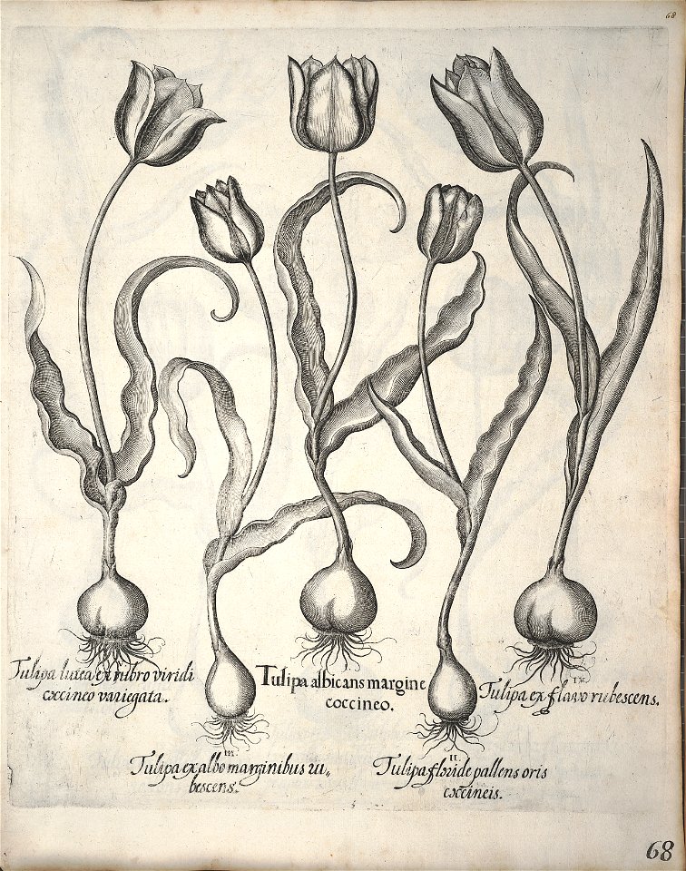 Hortus Eystettensis, 1640 (BHL 45339 079) - Classis Verna 68