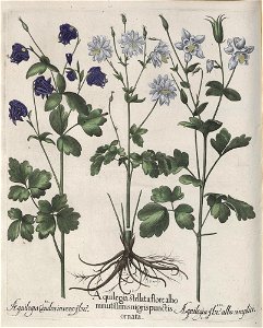 Hortus Eystettensis, 1613 (KU 2894-2 118) -Aestiva,2,9