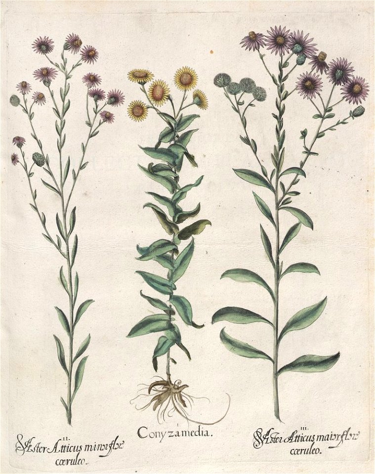Hortus Eystettensis, 1613 (KU 2894-2 242) -Aestiva,5,12