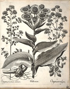 Hortus Eystettensis, 1640 (BHL 45339 358) - Classis Autumnalis 18