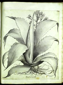 Hortus Eystettensis, Vorzeichnungen (MS 2370 2952851) -Autumnalis,4,3
