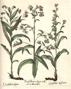 Hortus Eystettensis, 1613 (KU 2894-2 326) -Aestiva,8,6