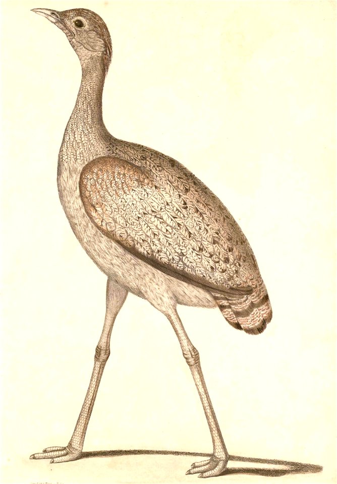 Houbaropsis bengalensis female Hardwicke