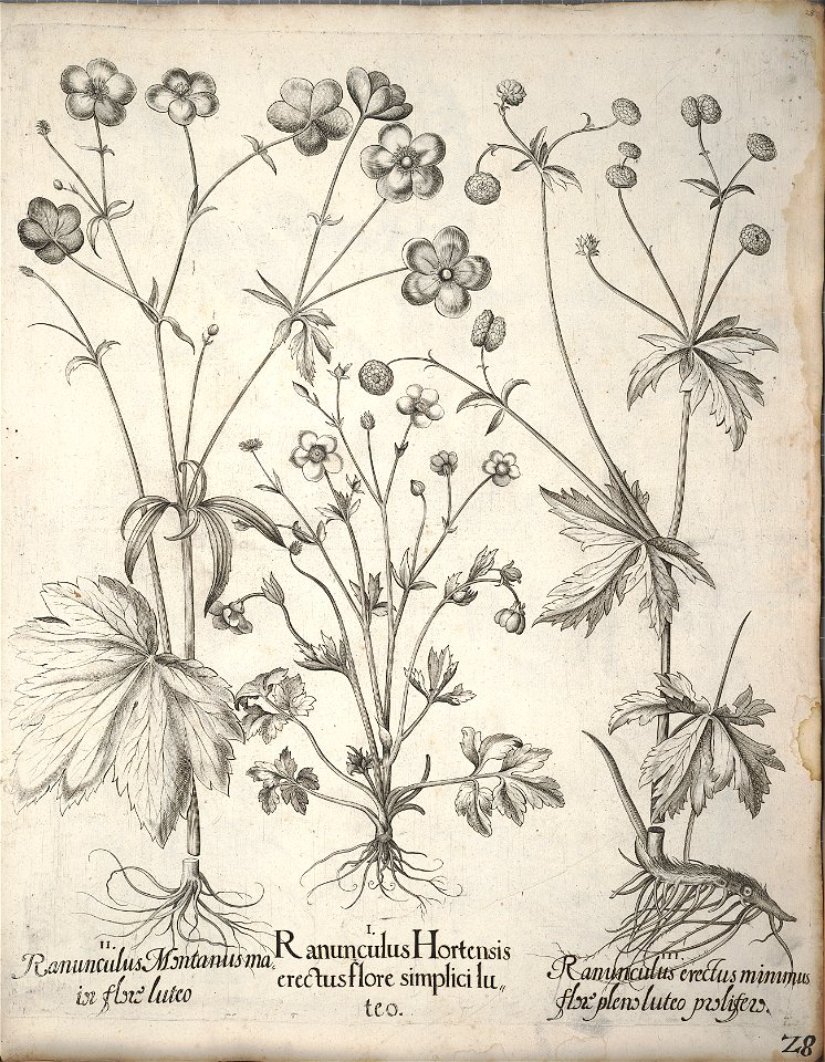 Hortus Eystettensis, 1640 (BHL 45339 039) - Classis Verna 28