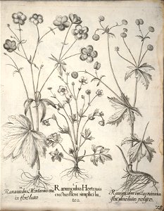 Hortus Eystettensis, 1640 (BHL 45339 039) - Classis Verna 28