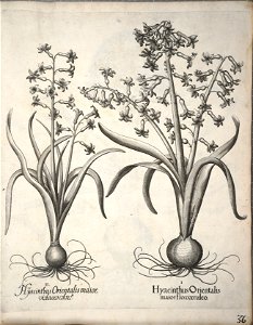 Hortus Eystettensis, 1640 (BHL 45339 047) - Classis Verna 36