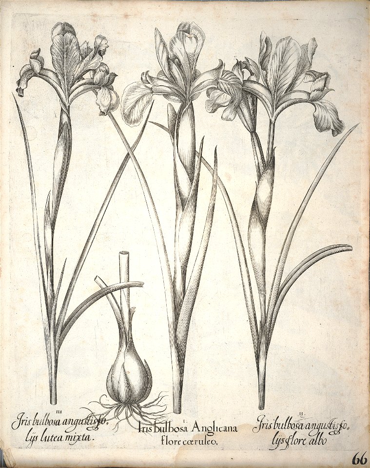 Hortus Eystettensis, 1640 (BHL 45339 218) - Classis Aestiva 66