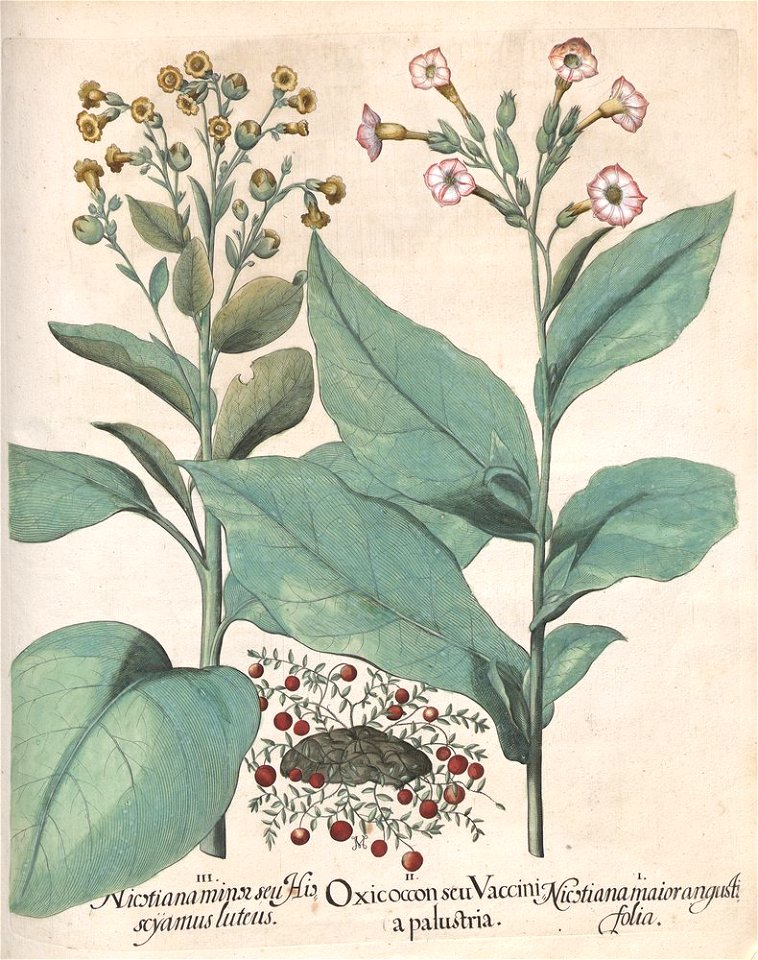Hortus Eystettensis, 1613 (KU 2894-3 261) -Autumnalis,2,10