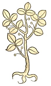 Hortus Sebesten