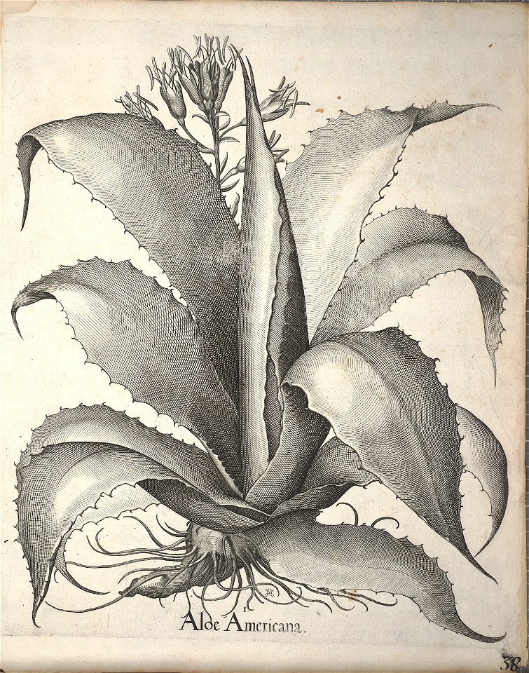 Hortus Eystettensis, 1640 (BHL 45339 378) - Classis Autumnalis 38