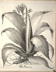 Hortus Eystettensis, 1640 (BHL 45339 378) - Classis Autumnalis 38