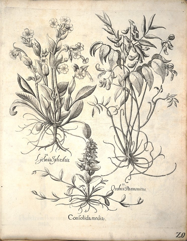 Hortus Eystettensis, 1640 (BHL 45339 031) - Classis Verna 20