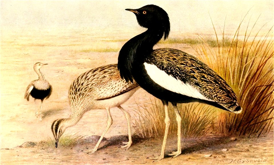 Houbaropsis bengalensis 1921