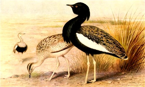 Houbaropsis bengalensis 1921