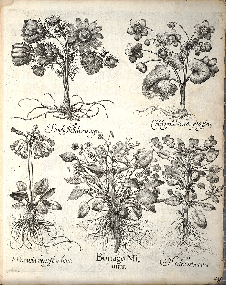 Hortus Eystettensis, 1640 (BHL 45339 386) - Classis Autumnalis 46