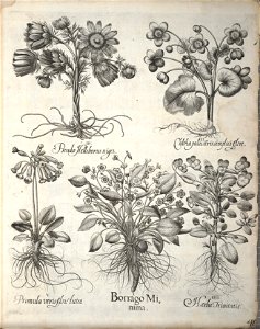 Hortus Eystettensis, 1640 (BHL 45339 386) - Classis Autumnalis 46