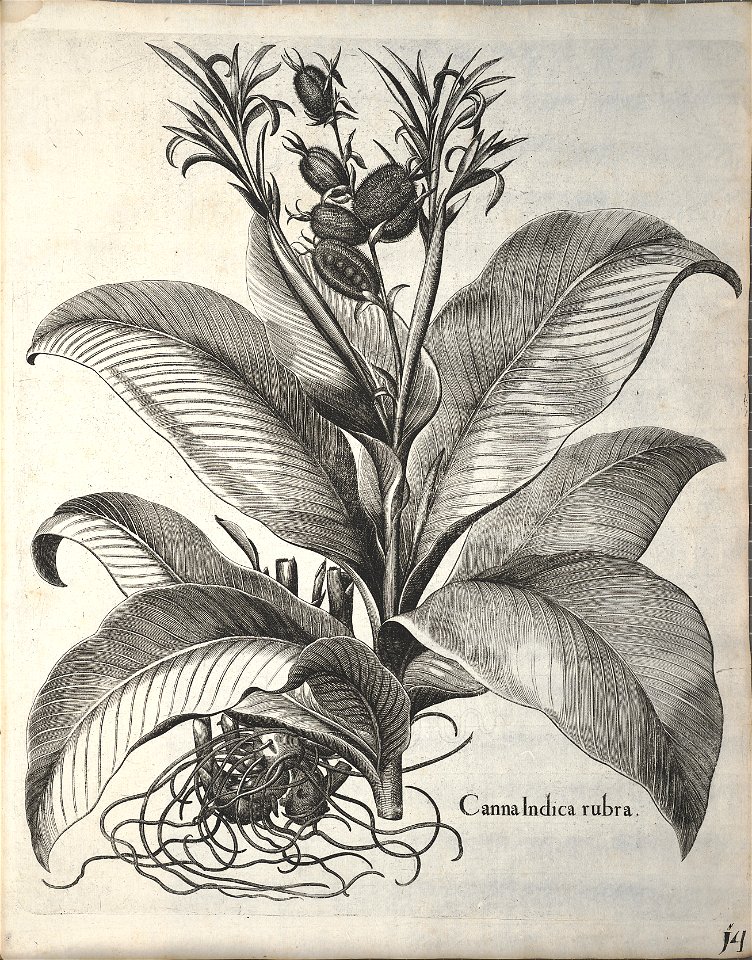 Hortus Eystettensis, 1640 (BHL 45339 354) - Classis Autumnalis 14