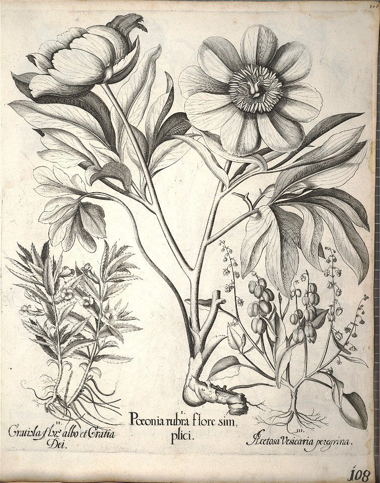 Hortus Eystettensis, 1640 (BHL 45339 119) - Classis Verna 108