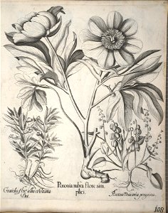 Hortus Eystettensis, 1640 (BHL 45339 119) - Classis Verna 108
