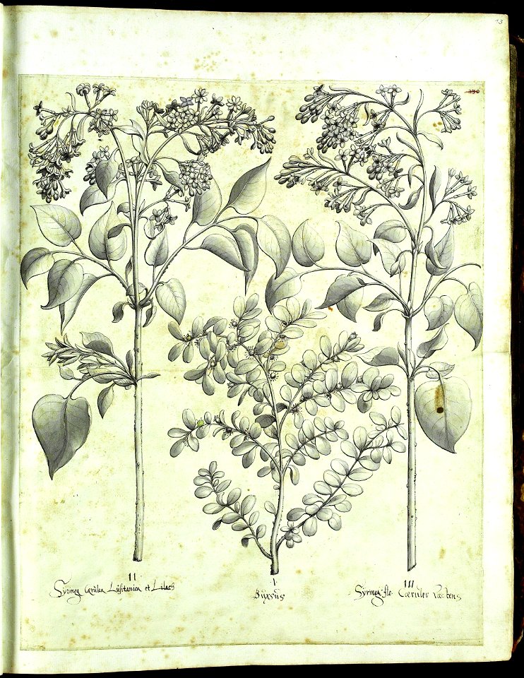 Hortus Eystettensis, Vorzeichnungen (MS 2370 2952493) -Verna,0,1