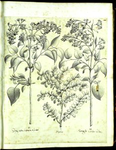 Hortus Eystettensis, Vorzeichnungen (MS 2370 2952493) -Verna,0,1