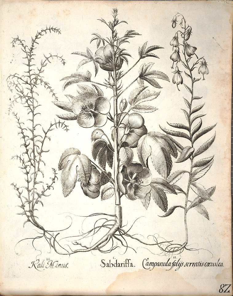 Hortus Eystettensis, 1640 (BHL 45339 234) - Classis Aestiva 82