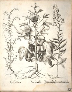 Hortus Eystettensis, 1640 (BHL 45339 234) - Classis Aestiva 82