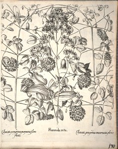 Hortus Eystettensis, 1640 (BHL 45339 322) - Classis Aestiva 170