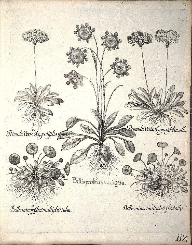 Hortus Eystettensis, 1640 (BHL 45339 123) - Classis Verna 112