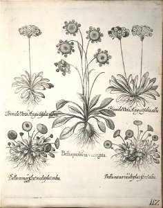 Hortus Eystettensis, 1640 (BHL 45339 123) - Classis Verna 112
