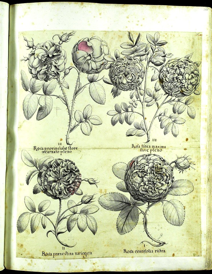 Hortus Eystettensis, Vorzeichnungen (MS 2370 2952587) -Verna,6,2